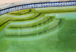 algae in a swimming pool