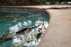 swimming pool with yard debris floating in it from a hurricane