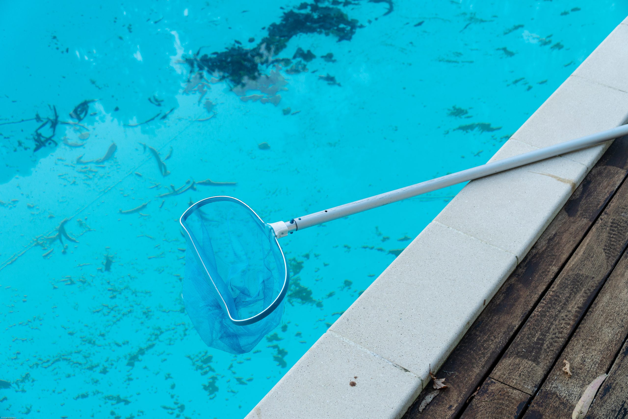 Keeping pool maintained during the winter by cleaning debris out with a net.