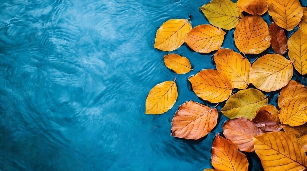 Yellow and brown autumn leaves floating on the surface of a swimming pool.