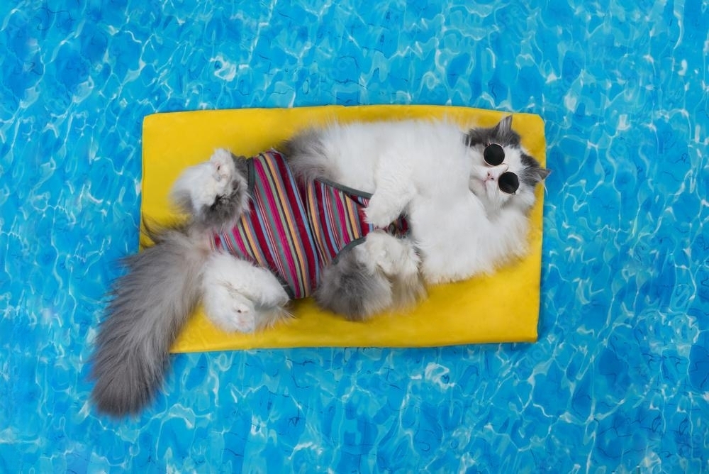 A fluffy cat wearing sunglasses and a striped swimsuit lounging on a yellow pool float, floating in a bright blue swimming pool, embodying relaxation and humor.