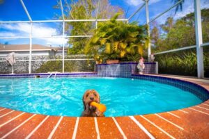 Clean Florida pool surrounded by palm trees under mild winter sunlight, illustrating the benefits of winter pool service in Florida