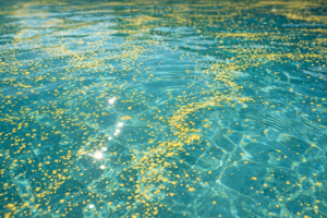 pool pollen Orlando shown by fine yellow pollen dust floating across a calm pool water surface in bright spring sunlight.