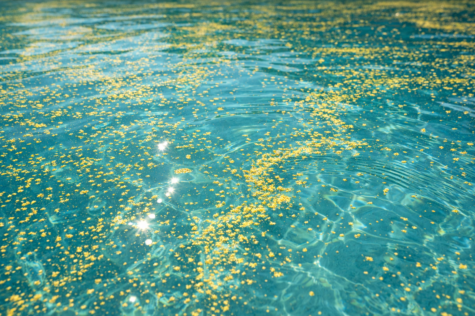 pool pollen Orlando shown by fine yellow pollen dust floating across a calm pool water surface in bright spring sunlight.