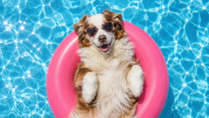 Summer pool cleaning Orlando shown by an Australian Shepherd smiling on a pink pool float in a top-down pool view, fully surrounded by clear blue water.